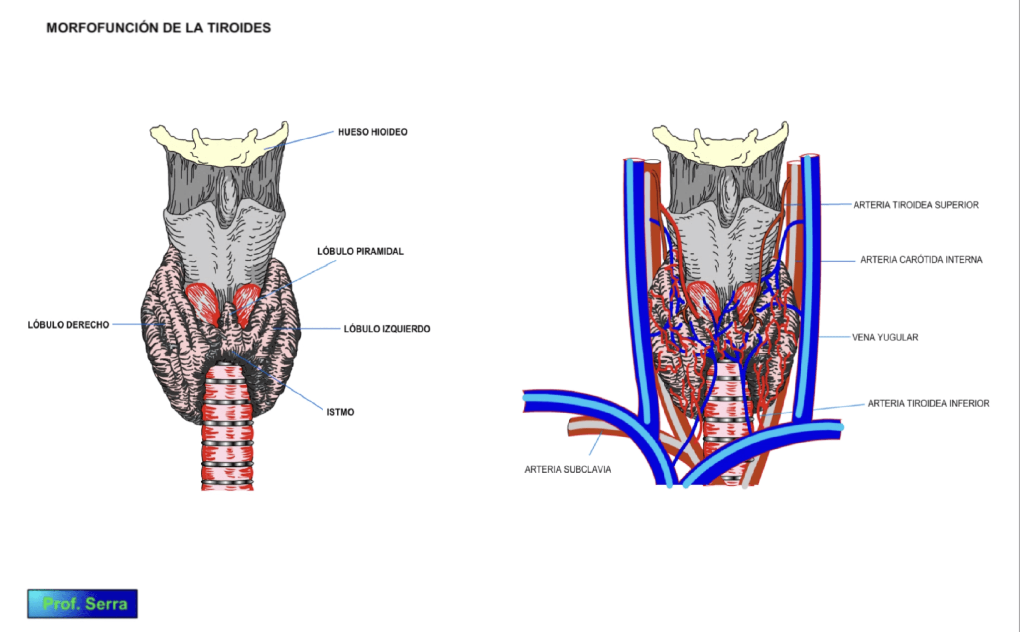 Información sobre la Tiroides