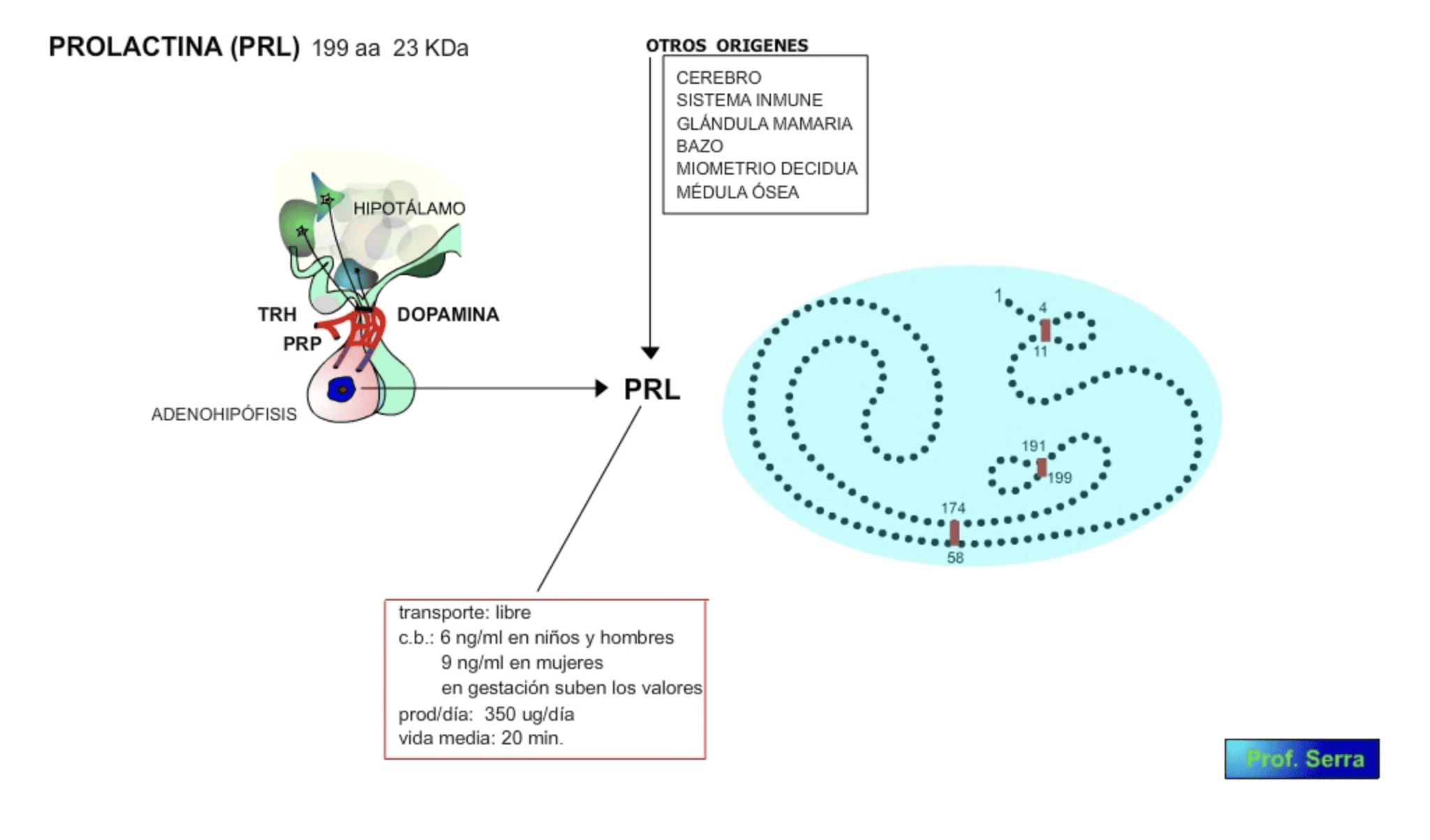 función de la hormona prolactina